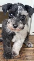 Jax, a male Miniature Schnauzer for sale in Hubbard, TX – 2 of 4