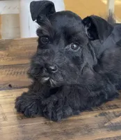 Jax, a male Miniature Schnauzer for sale in Hubbard, TX – Photo 1 of 4