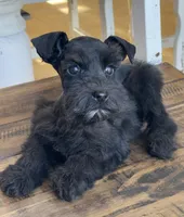 Jax, a male Miniature Schnauzer for sale in Hubbard, TX – Photo 2 of 4
