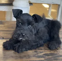 Jax, a male Miniature Schnauzer for sale in Hubbard, TX – Photo 3 of 4
