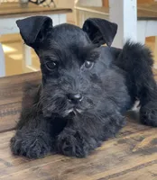 Jax, a male Miniature Schnauzer for sale in Hubbard, TX – Photo 4 of 4