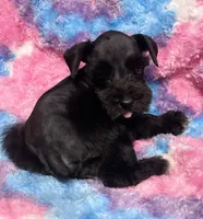 processed/9772e8c3-6dac-40c7-a3d7-17d8c43a1f66/listing/7f64625d-605d-4264-85a7-7403adf63fba/4cdfbef0-f561-4424-8a89-9b35fc383a04