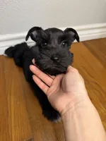 Sable, a female Miniature Schnauzer for sale in Hubbard, TX – 3 of 3