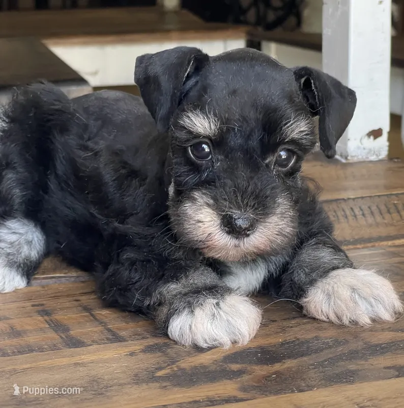Diva – Miniature Schnauzer puppy for sale in Hubbard, TX