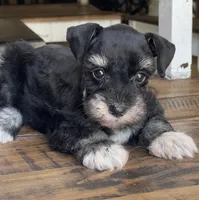 Diva, a female Miniature Schnauzer for sale in Hubbard, TX – 1 of 3