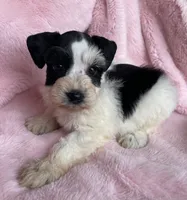 Dolly, a female Miniature Schnauzer for sale in Hubbard, TX – Photo 4 of 4