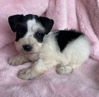 Dolly, a female Miniature Schnauzer for sale in Hubbard, TX – Photo 3 of 4