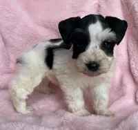 Dolly, a female Miniature Schnauzer for sale in Hubbard, TX – Photo 1 of 4