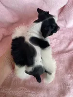 Dolly, a female Miniature Schnauzer for sale in Hubbard, TX – Photo 2 of 4