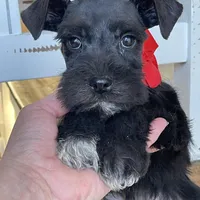 Fiona, a female Miniature Schnauzer for sale in Hubbard, TX – Photo 2 of 4