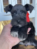 Fiona, a female Miniature Schnauzer for sale in Hubbard, TX – Photo 2 of 4