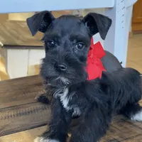Fiona, a female Miniature Schnauzer for sale in Hubbard, TX – Photo 3 of 4