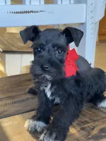 Fiona, a female Miniature Schnauzer for sale in Hubbard, TX – Photo 3 of 4
