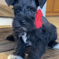 Fiona, a female Miniature Schnauzer for sale in Hubbard, TX – Photo 1 of 4