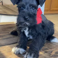 Fiona, a female Miniature Schnauzer for sale in Hubbard, TX – Photo 4 of 4