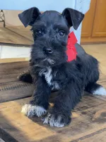 Fiona, a female Miniature Schnauzer for sale in Hubbard, TX – Photo 4 of 4