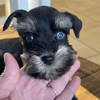 Blue Eyed Girl, a female Miniature Schnauzer for sale in Hubbard, TX – Photo 4 of 4