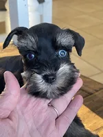Blue Eyed Girl, a female Miniature Schnauzer for sale in Hubbard, TX – Photo 4 of 4