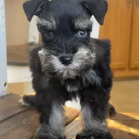 Blue Eyed Girl, a female Miniature Schnauzer for sale in Hubbard, TX – Photo 1 of 4