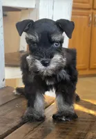 Blue Eyed Girl, a female Miniature Schnauzer for sale in Hubbard, TX – Photo 1 of 4