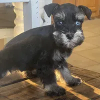 Blue Eyed Girl, a female Miniature Schnauzer for sale in Hubbard, TX – Photo 2 of 4