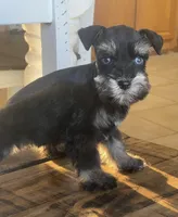 Blue Eyed Girl, a female Miniature Schnauzer for sale in Hubbard, TX – Photo 2 of 4