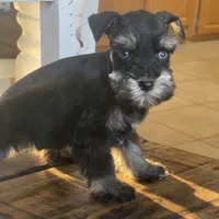 Blue Eyed Girl, a female Miniature Schnauzer for sale in Hubbard, TX – Photo 3 of 4