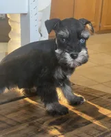 Blue Eyed Girl, a female Miniature Schnauzer for sale in Hubbard, TX – Photo 3 of 4