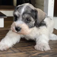Dream, a female Miniature Schnauzer for sale in Hubbard, TX – 2 of 4