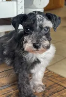 Jax, a male Miniature Schnauzer for sale in Hubbard, TX – 3 of 4