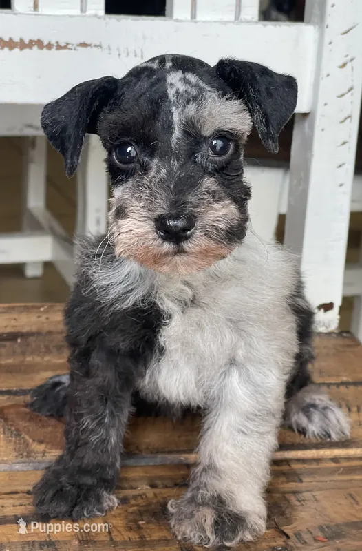 Jax – Miniature Schnauzer puppy for sale in Hubbard, TX
