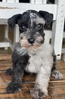 Jax, a male Miniature Schnauzer for sale in Hubbard, TX – 1 of 4