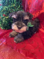 Archie, a male Miniature Schnauzer for sale in Hubbard, TX – Photo 1 of 4