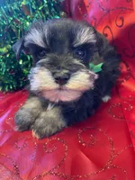 Archie, a male Miniature Schnauzer for sale in Hubbard, TX – Photo 4 of 4