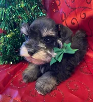 Archie, a male Miniature Schnauzer for sale in Hubbard, TX – Photo 3 of 4