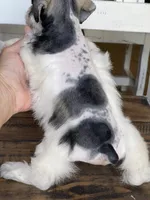 Dream, a female Miniature Schnauzer for sale in Hubbard, TX – 4 of 4