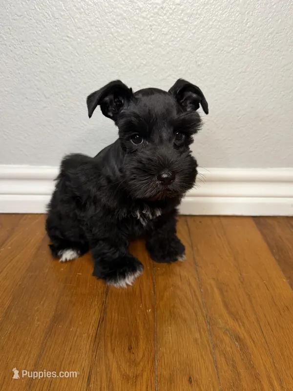 Sable – Miniature Schnauzer puppy for sale in Hubbard, TX