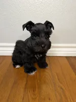 Sable, a female Miniature Schnauzer for sale in Hubbard, TX – 1 of 3