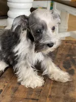 Daisy, a female Miniature Schnauzer for sale in Hubbard, TX – 1 of 4