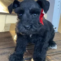 Chelsea, a female Miniature Schnauzer for sale in Hubbard, TX – Photo 2 of 4
