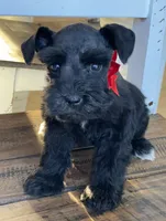 Chelsea, a female Miniature Schnauzer for sale in Hubbard, TX – Photo 2 of 4