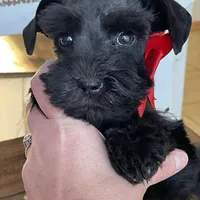 Chelsea, a female Miniature Schnauzer for sale in Hubbard, TX – Photo 1 of 4