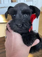 Chelsea, a female Miniature Schnauzer for sale in Hubbard, TX – Photo 1 of 4