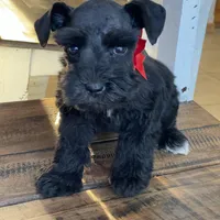 Chelsea, a female Miniature Schnauzer for sale in Hubbard, TX – Photo 3 of 4