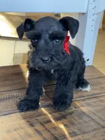 Chelsea, a female Miniature Schnauzer for sale in Hubbard, TX – Photo 3 of 4