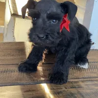 Chelsea, a female Miniature Schnauzer for sale in Hubbard, TX – Photo 4 of 4