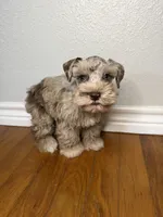 Butch, a male Miniature Schnauzer for sale in Hubbard, TX – 3 of 3