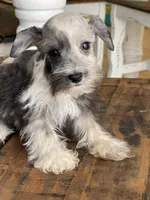 Daisy, a female Miniature Schnauzer for sale in Hubbard, TX – 3 of 4
