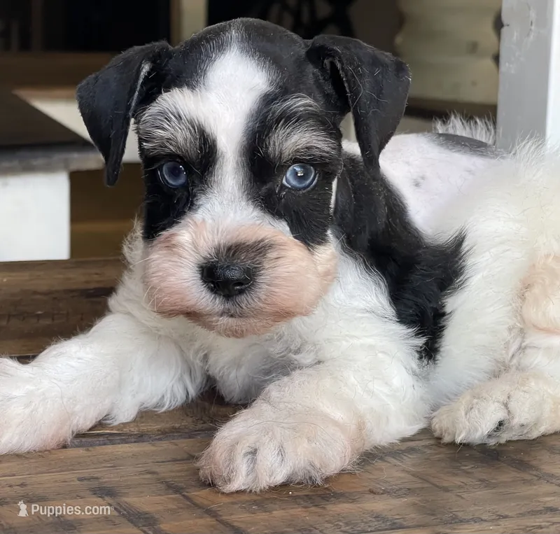 Dallas – Miniature Schnauzer puppy for sale in Hubbard, TX