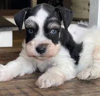 Dallas, a male Miniature Schnauzer for sale in Hubbard, TX – 1 of 4